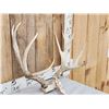 Image 3 : 6x5 Mule Deer Antlers On Skull Plate