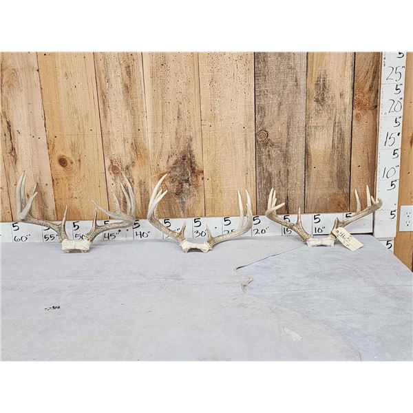 3 Sets Of Whitetail Antlers On Skull Plate