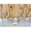 Image 4 : 3 Sets Of Whitetail Antlers On Skull Plate