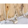 Image 5 : 3 Sets Of Whitetail Antlers On Skull Plate