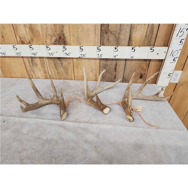 Group Of 3 Wild Whitetail Shed Antlers