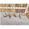 Image 1 : Group Of 3 Wild Whitetail Shed Antlers