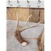 Image 3 : Group Of 3 Wild Whitetail Shed Antlers