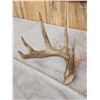 Image 4 : Group Of 3 Wild Whitetail Shed Antlers