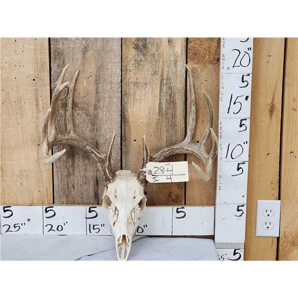 Main Frame 5x5 Whitetail Antlers On Skull