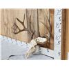 Image 2 : Main Frame 5x5 Whitetail Antlers On Skull