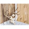 Image 3 : Main Frame 5x5 Whitetail Antlers On Skull