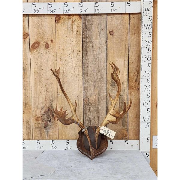 Caribou Antlers On Plaque