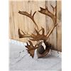 Image 3 : Caribou Antlers On Plaque