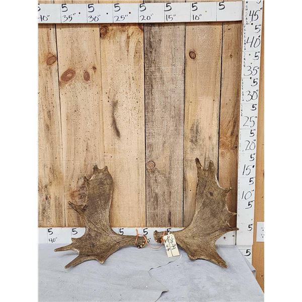 Small Set Of Moose Antlers Cut Below The Burr