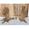 Image 2 : Small Set Of Moose Antlers Cut Below The Burr