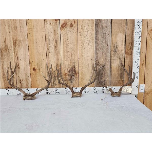 3 Sets Of Mule Deer Antlers On Skull Plate