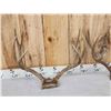 Image 4 : 3 Sets Of Mule Deer Antlers On Skull Plate