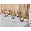 Image 6 : 3 Sets Of Mule Deer Antlers On Skull Plate