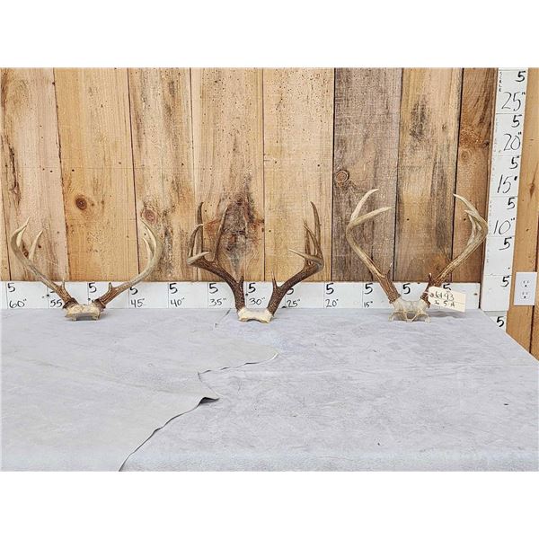 3 Sets Of Whitetail Antlers On Skull Plate