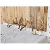 Image 2 : 3 Sets Of Whitetail Antlers On Skull Plate