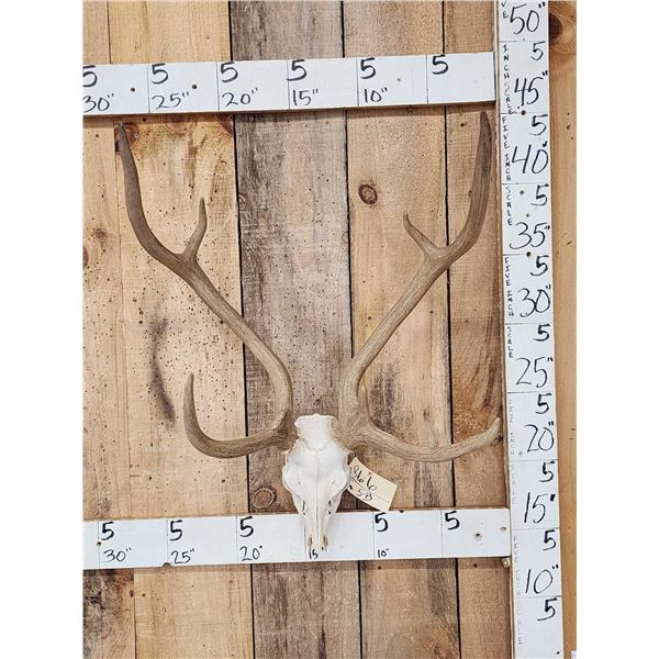 Axis Deer Antlers On Skull
