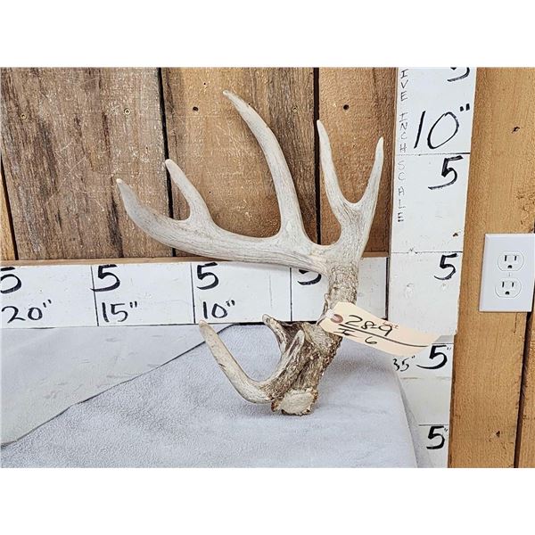 Freak Main Frame 5x5 Whitetail Shed Antler