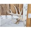 Image 1 : Freak Main Frame 5x5 Whitetail Shed Antler