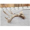 Image 3 : Freak Main Frame 5x5 Whitetail Shed Antler