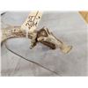 Image 4 : Freak Main Frame 5x5 Whitetail Shed Antler