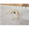 Image 6 : Freak Main Frame 5x5 Whitetail Shed Antler