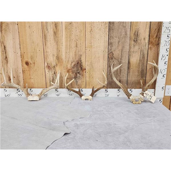 3 Sets Of Whitetail Antlers On Skull Plate