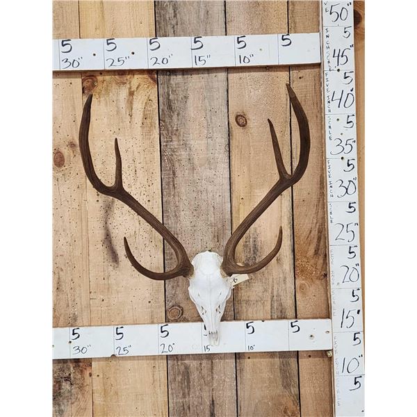 Axis Deer Antlers On Skull