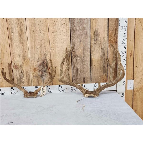 2 Sets Of Mule Deer Antlers In Velvet