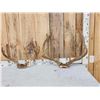 Image 1 : 2 Sets Of Mule Deer Antlers In Velvet