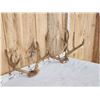 Image 3 : 2 Sets Of Mule Deer Antlers In Velvet