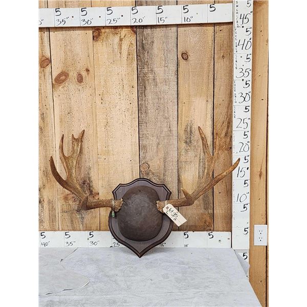 Moose Antlers On Plaque