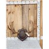 Image 1 : Moose Antlers On Plaque