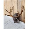Image 2 : Moose Antlers On Plaque