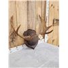Image 3 : Moose Antlers On Plaque