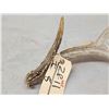 Image 3 : 5 Point Whitetail Shed Antler With Droptine