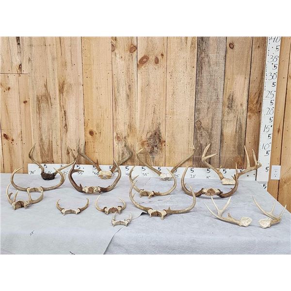 14 Sets Of Whitetail Antlers On Skull Plate