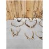Image 4 : 14 Sets Of Whitetail Antlers On Skull Plate