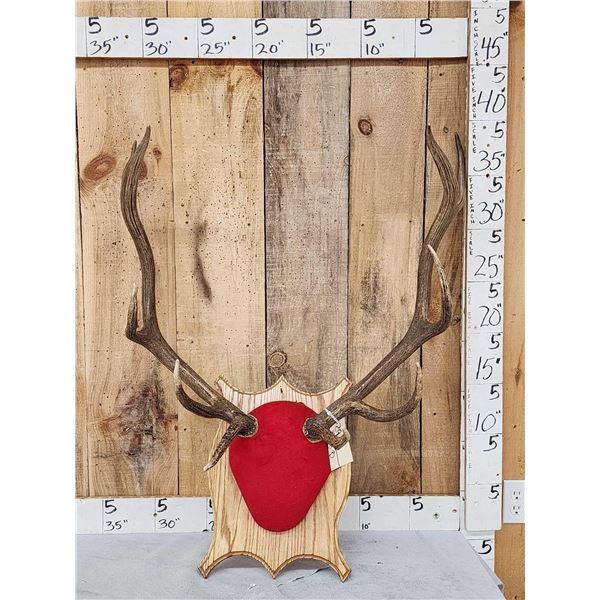 5x5 Elk Antlers On Plaque