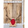 Image 1 : 5x5 Elk Antlers On Plaque