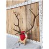 Image 2 : 5x5 Elk Antlers On Plaque