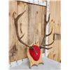Image 3 : 5x5 Elk Antlers On Plaque