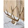 Image 2 : 5x5 Mule Deer Antlers On Skull Plate