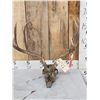Image 1 : 4x4 Mule Deer Antlers On Skull
