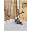 Image 3 : 4x4 Mule Deer Antlers On Skull