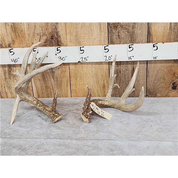 Heavy Mass Main Frame 4x5 Whitetail Shed Antlers