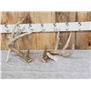 Image 1 : Heavy Mass Main Frame 4x5 Whitetail Shed Antlers