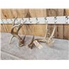 Image 2 : Heavy Mass Main Frame 4x5 Whitetail Shed Antlers