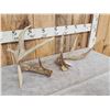 Image 3 : Heavy Mass Main Frame 4x5 Whitetail Shed Antlers