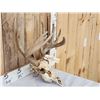 Image 3 : Heavy Mass Freak Whitetail Antlers On Skull